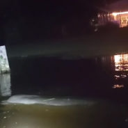 Manatee Munches Man’s Lawn As Tropical Storm Eta Rains Down On Florida