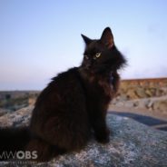 Marty, Beloved Mascot Cat Of Mount Washington Observatory, Has Died