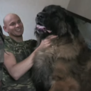 Meet Hercules, One Of The World’s Largest Dogs That Loves To Give Kisses