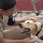 Mexican Navy Rescues Yellow Lab From Floodwaters After Finding Him Clinging To A Window