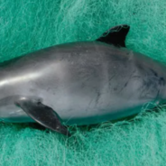 Mexico Plans To Use Drones To Protect The World’s Most Endangered Marine Mammal