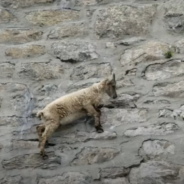 Mountain Goats In Italy Defy Gravity To Reach Nutritious Mineral Salts