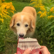 Musician Serenades Dog With The Song “Here Comes The Sun”