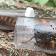 New Video Shows 85 Murder Hornets Surviving Industrial Vacuum — They’re Still Alive!