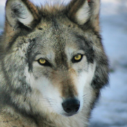 New Vote In Colorado Will Reintroduce Gray Wolves To The State