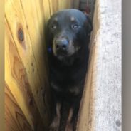 Officers Free Frightened Dog Who Got Stuck Between Fence And Cement Wall