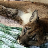 Orphaned Cougar Checks Itself Into Animal Shelter Trying To Escape Wildfire