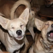 Over 160 Dogs Rescued From 323-Square-Foot Hoarded House In Japan