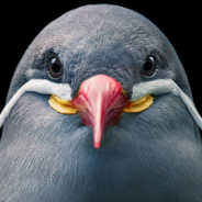 Photographer Captures Stunning Portraits Of Rare And Unique Birds