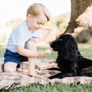 Prince William and Kate Middleton’s Beloved Dog Lupo Has Passed Away