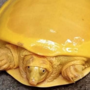 Rare Albino Turtle Goes Viral For Resembling A Slice Of Melted Cheese