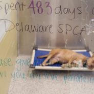 Rescue Dog Overlooked For Years Until Veteran Adopts Her After 866 Days In Shelter