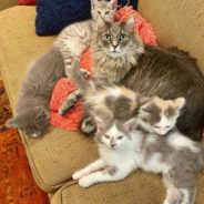 Rescued Cat Loves Nothing More Than Fostering Fellow Orphaned Kittens