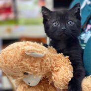 Rescued Kitten Carries Teddy Bear Everywhere To Help Her Feel Safe