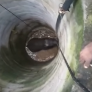 Rescuers Spend 14 Hours Working To Save Elephant Who’d Fallen Into A Well