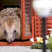 Resort Creates ‘Hedgehog Holiday Park’ To Protect Endangered Hedgehogs Over Winter