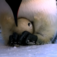 Robot Penguin Takes Incredible Footage Of Penguin Chicks Hatching At Their Father’s Feet