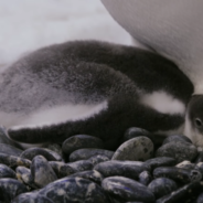 Same-Sex Penguin Couple Successfully Parent A Second Baby