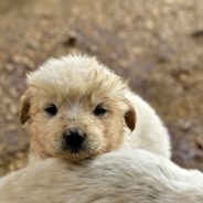 San Antonio Bans Sale Of Puppy Mill Puppies And Kittens At Pet Stores