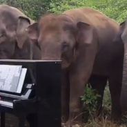 Sanctuary Elephants Stop And Listen to Pianist Play Beethoven