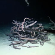 See ‘The Most Fish Ever Recorded On Camera’ At Nearly 10,000 Feet Below The Ocean Surface