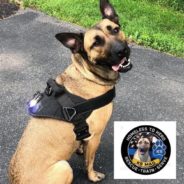 Shelter Dog Returned Twice Is Now K9 Officer In New York