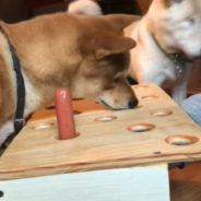 Shiba Inu Gets Frustrated Playing Hotdog Whack-A-Mole