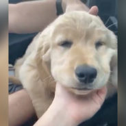 Smiling Puppy Can’t Help But Fall Asleep While Sitting Up