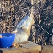 Squirrel Accidentally Gets Drunk Eating Fermented Fruit