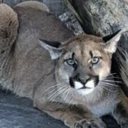 Starving Orphaned Cougar Decides To ‘Check Himself Into’ An Animal Rehab Facility