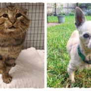 Stella & Chewy’s Covering Adoption Fee For Senior Shelter Pets For The Entire Month Of November