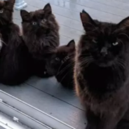 Stray Cat Brings Her Babies To The Woman That Feeds Her