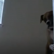 Terrified Boxer Gathers Up The Courage To Walk Past The Cat