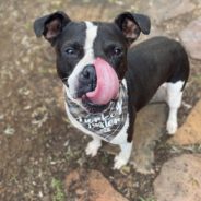 Texas Animal Shelter Spoils Their 300 Shelter Dogs and Cats With Thanksgiving Meal