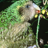 The Fattest Green Parrot In The World Named New Zealand’s Bird Of The Year For 2020