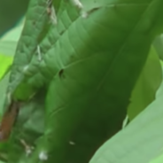 The Tailorbird Uses Its Beak As A Needle To ‘Sew’ Its Nest Together