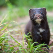 The World’s Minks Are Dying From COVID-19 And Denmark Wants To Cull Millions More