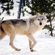 U.S. Fish And Wildlife Service Strips Gray Wolves Of Endangered Species Act Protection