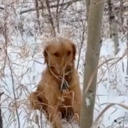 Very Good Dog Sniffs Out Someone Who Needs His Help