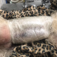 Vets Use Plastic Wrap To Save Dying Dog After She Was Attacked