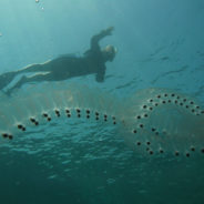 Watch As This Diver Interacts With A Rare Translucent Sea Salp