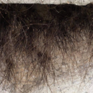 When Spiders Cluster Together It Looks Like ‘Hair’ Is Growing From Buildings