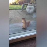 Wild Squirrel Waits Patiently At The Window Every Morning For A Peanut