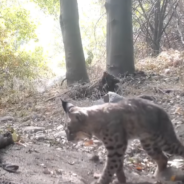 Wildlife Photographer Captures Dramatic Battle Between A Rattlesnake And A Bobcat