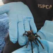 Woman Finds A Rare Spider Inside Her Bunch Of Bananas