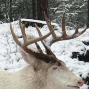 Woman Photographs Rare Pure-White Buck In Her Backyard