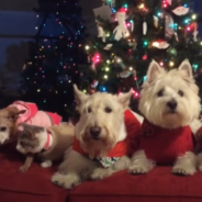 Woman Struggles To Get Four Dogs And A Cat To Pose For A Christmas Photo