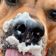 Woman Takes Shelter Dogs To Get ‘Puppuccinos’ Every Week So They Can Get Adopted