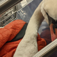 Woman Takes Sick Swan On The Subway To Get Medical Treatment