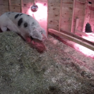 Woman Watching Live Stream Of Barn Save Pregnant Pig’s Life After It Catches Fire